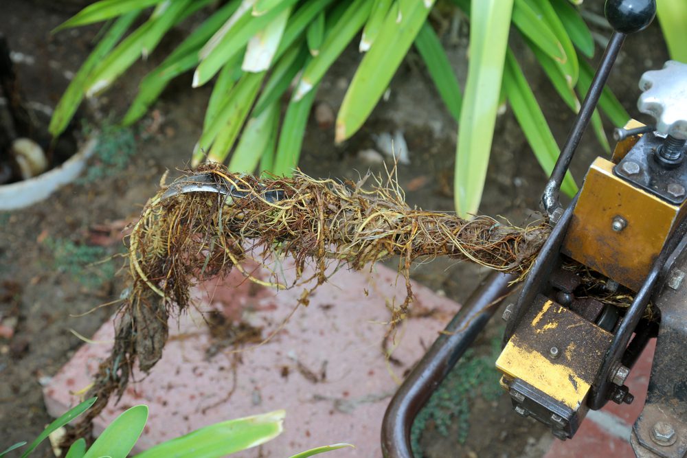 sewer snake and tree roots